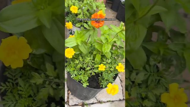 Marigolds help keep pests away from Tomato plants and attract pollinators. #howtowithjessie смотреть онлайн