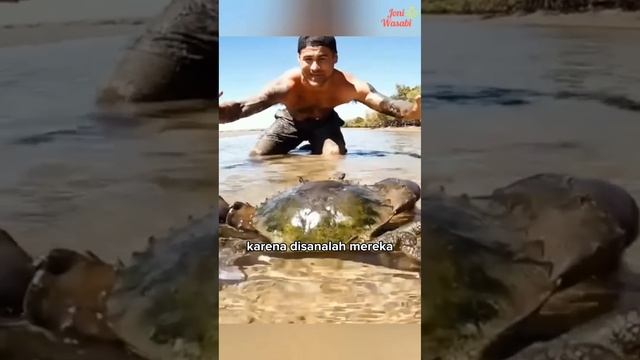 Menangkap raja kepiting dengan tangan kosong смотреть онлайн