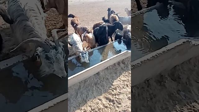 Овцы гисарски элита смотреть онлайн
