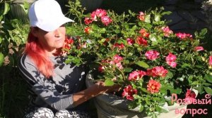 Роза Саншайн Бэбилон Айз  Первое цветение
