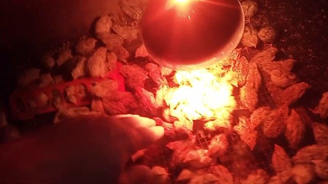 Закончился падёж перепелят смотреть онлайн