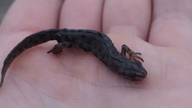 Нашли тритона.Обыкновенный тритон (лат. Lissotriton Vulgaris)