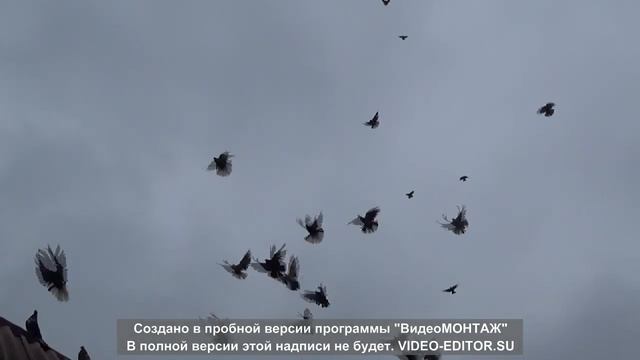 Николаевские голуби Кирильченко В.А 22.01.2020. смотреть онлайн