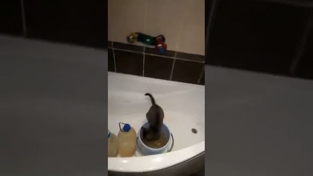Прикол! Кошка плещется в воде) Очень смешно! Супер! смотреть онлайн