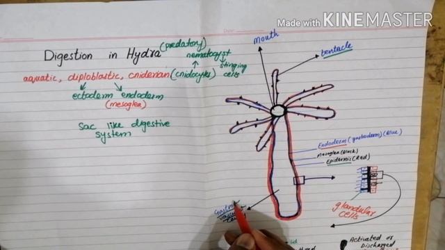 Digestion in hydra | Digestion in hydra class 11 смотреть онлайн