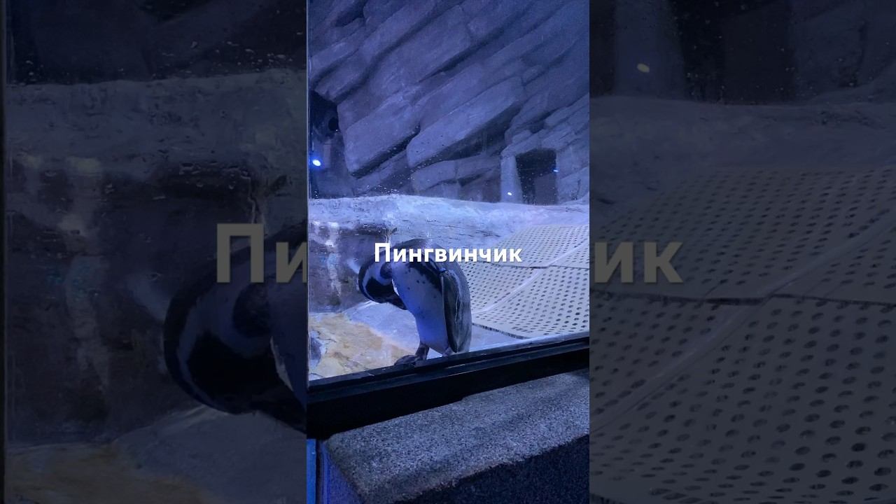 Океанариум на острове Пхукет / часть 2 смотреть онлайн