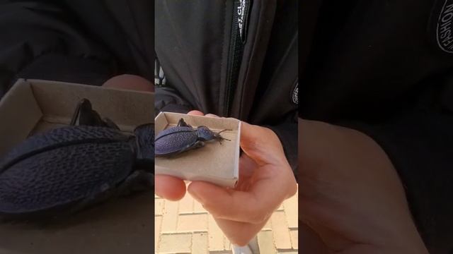 Егор и Жучок (эндемик жужелица крымская) смотреть онлайн