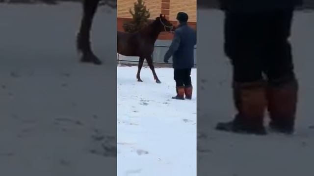 Продам жеребца 4 года рост 171 Порода Буденновская￼ ￼ смотреть онлайн
