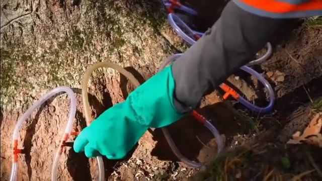 Инъекции деревьев Способы борьбы с вредителями и болезнями смотреть онлайн