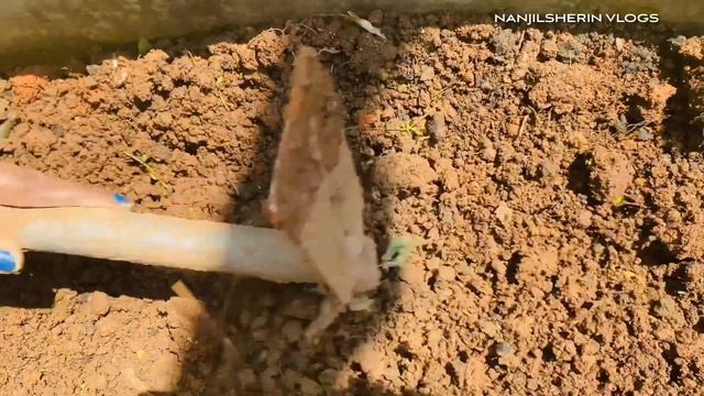 5 Tips How to Grow a Ton of Turmeric in Small Garden Bed|Growing Turmeric in Tamil смотреть онлайн
