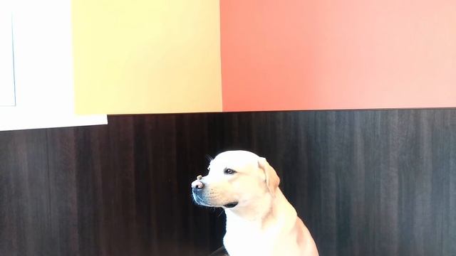 Декстер ловит корм в замедленной съемке смотреть онлайн