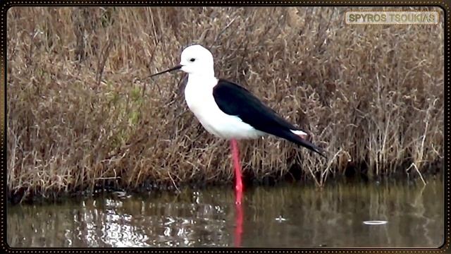 Καλαμοκανάς Κελάηδημα Φωνή - Black-winged stilt call смотреть онлайн