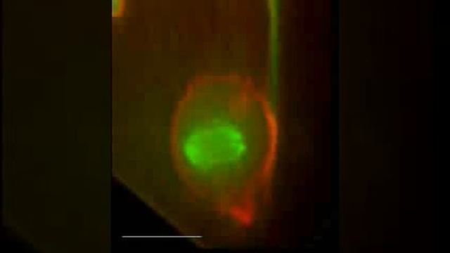 Mitosis in the chick neural tube смотреть онлайн
