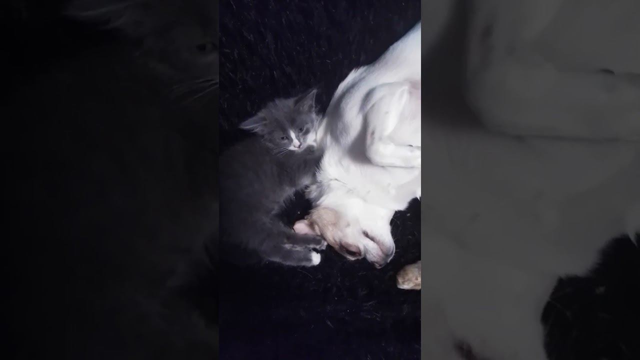 Марта и Гучи)#cat #dog #котята #чихуахуа смотреть онлайн