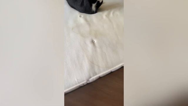 Обзор на моющий пылесос #Kitfort KT-5241 #Китфорт смотреть онлайн