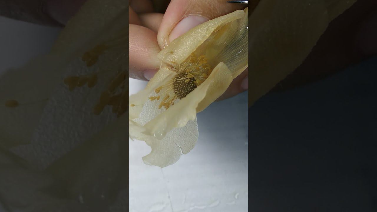 Цветок ветреницы лесной (Anemone Sylvestris L.)