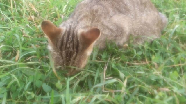 Кот ест Чипсы смотреть онлайн