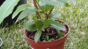 Как пересадить гортензию в горшок большего объема. Перевалка метельчатой гортензии.