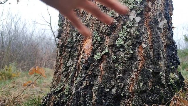 Збір березового соку. смотреть онлайн