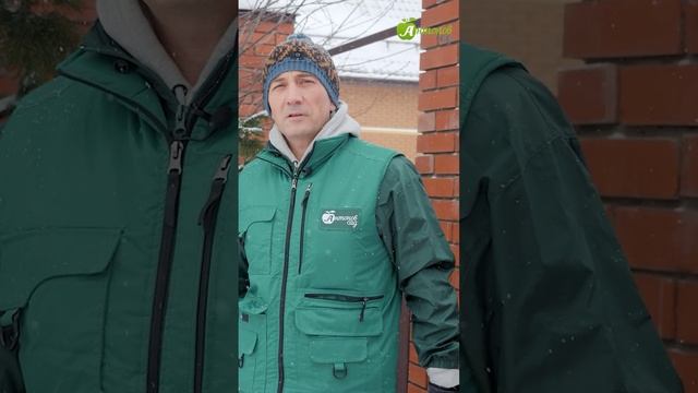 Так елка не осыпется! смотреть онлайн