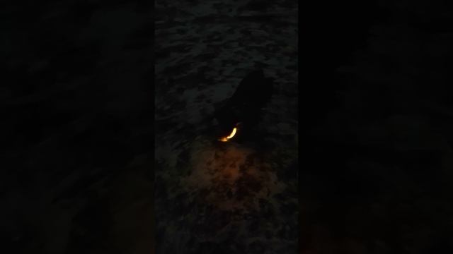Вечерняя прогулка с Гучей #чихуахуа #dog смотреть онлайн