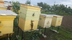 Двухматочное содержание пчёл.  Как применить этот метод?