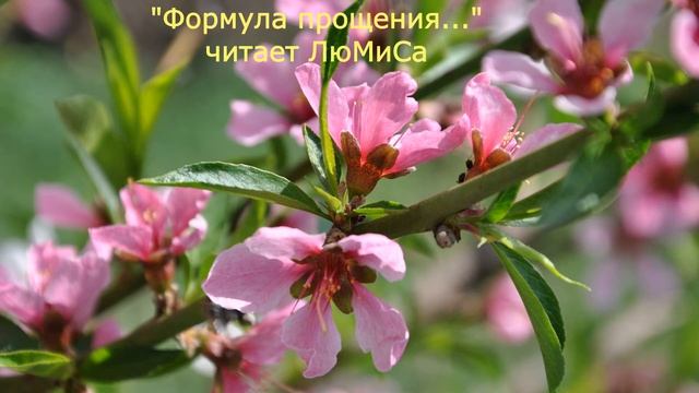 О здоровье и не только... "Формула прощения..." читает ЛюМиСа. смотреть онлайн
