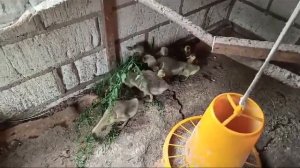 Купил гусят крупной серой породы.