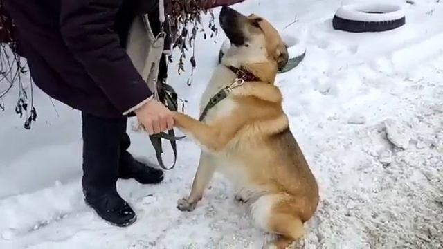 Symiko.ru | Собака Денни ищет дом. Отдаем бесплатно. Собаки в дар в добрые руки. смотреть онлайн