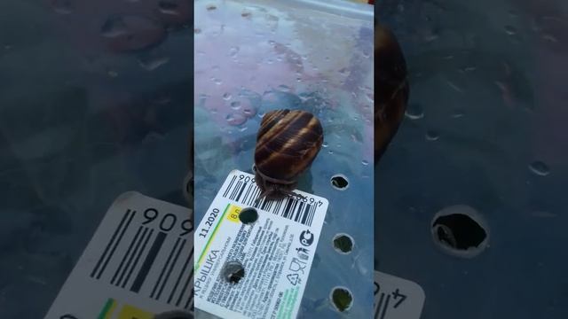 улитка 🐌 танцует смотреть онлайн