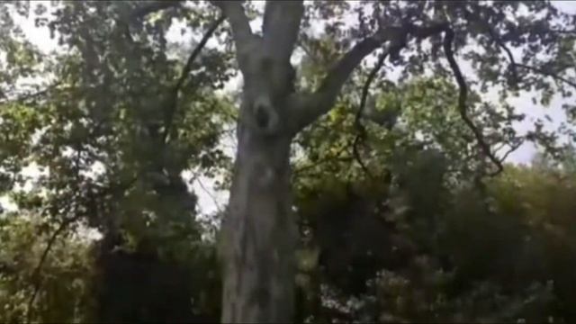 Бамбуковая роща смотреть онлайн