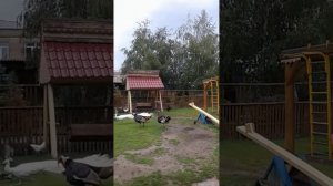 Поединок белого павлина с индюками.