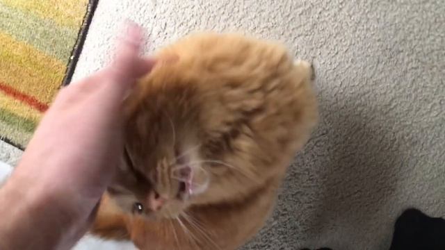 The black cat checks on Cinnabon's house! смотреть онлайн