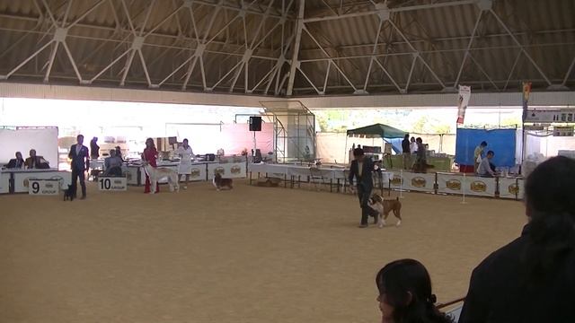 JKC dog show in Shiga Japan 2018 c смотреть онлайн