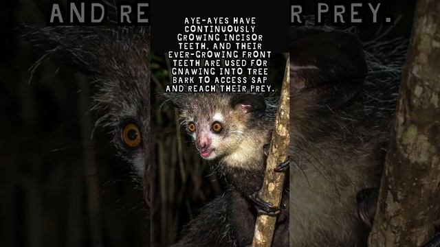 Aye ayes fact смотреть онлайн