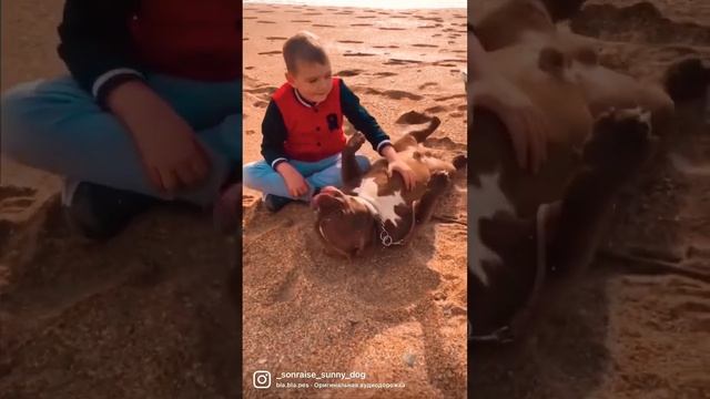 АМЕРИКАНСКИЙ БУЛЛИ [ собака - друг ] #bully #americanbully #американскийбулли #булли #bullypuppies смотреть онлайн