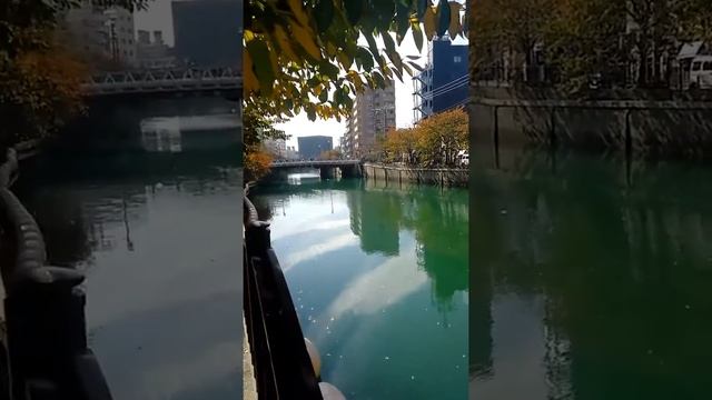 Зелёные воды Иокогамы