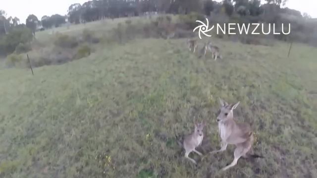 Thug Life - Kangaroo vs. Drone (Sky's the Limit - NOT) смотреть онлайн