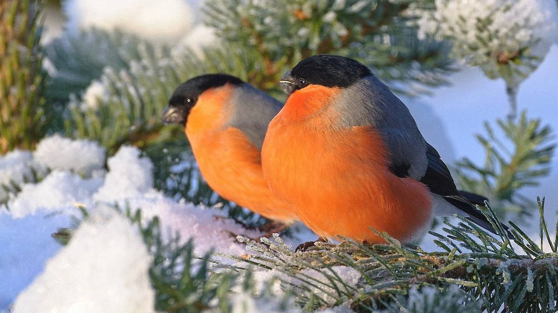 Зимние Осельки_Прогулка к озеру