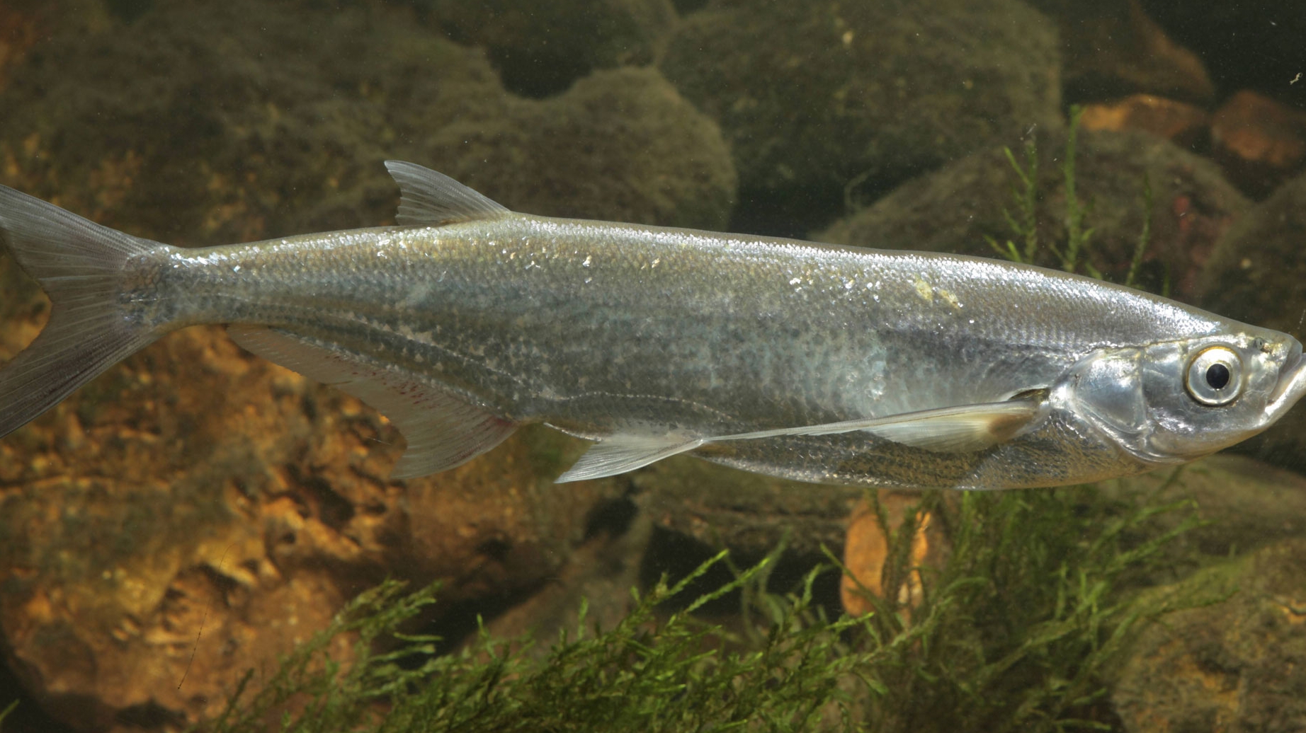 Реальная рыбалка 2. Чехонь