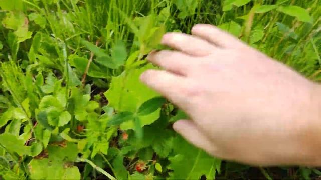 Земляника - первая ягода сезона. Земляника. Июнь месяц смотреть онлайн