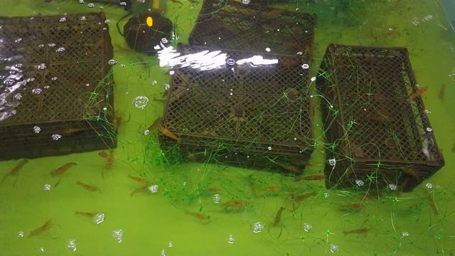 Вартість товарної креветки Макробрахіум Розенберга. смотреть онлайн