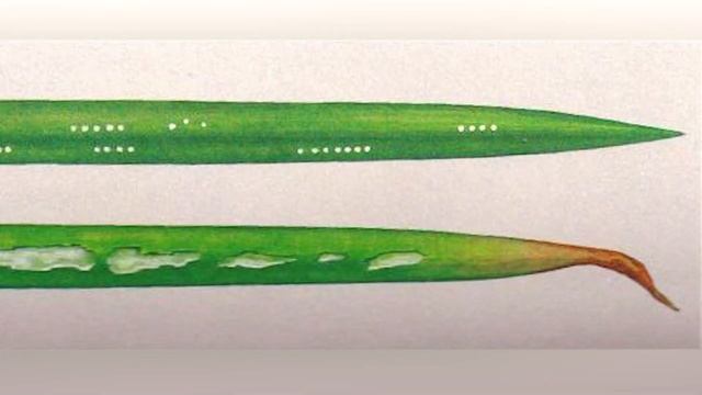 Луковый минер (Liriomyza Nietzkei Spencer)