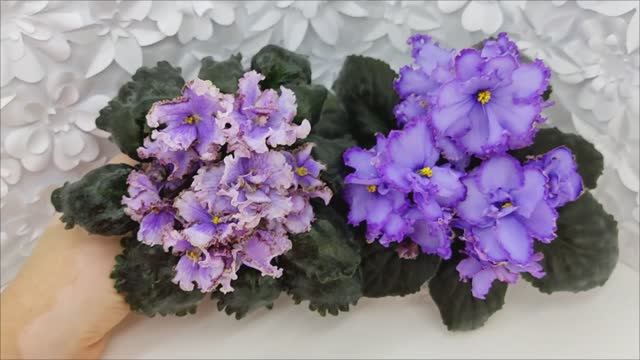 Фиалки Leo-Древній Львів и Blue Dragon