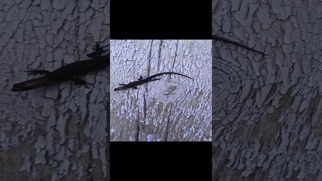 Ящерица смотреть онлайн