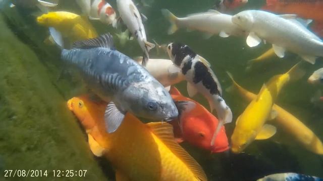 Wimpelkarpfen ( Myxocyprinus asiaticus ) 27082014 смотреть онлайн