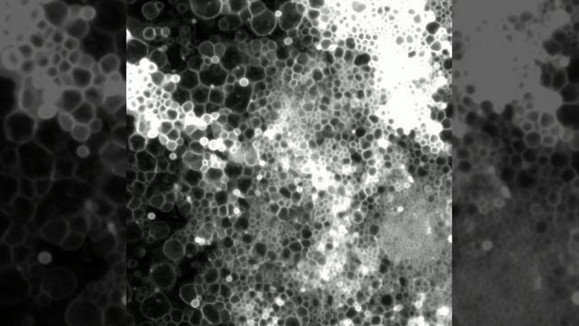 GUP Formation on Agarose Patch смотреть онлайн