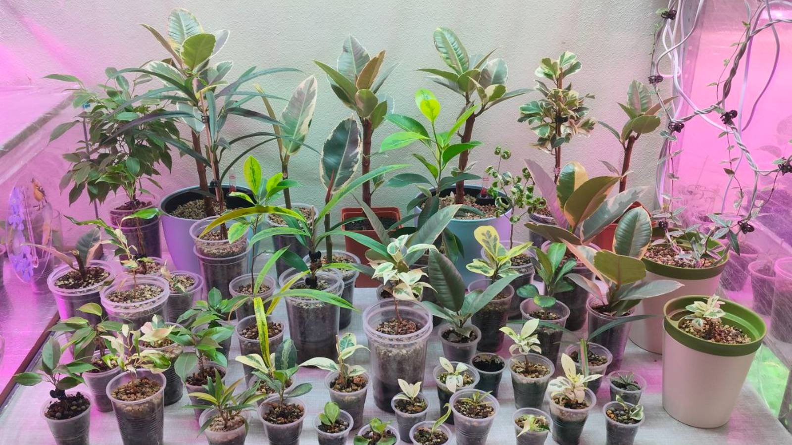 ФИКУСЫ НА АВТОПОЛИВЕ И ФИТИЛЬНОМ ПОЛИВЕ без фитиля. Разный грунт и разный результат. смотреть онлайн