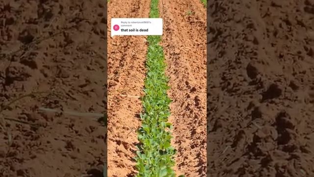 Reply to @robertoruiz9651 peanuts are looking good 👍 смотреть онлайн