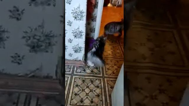 Скифа и Оман дома 1 смотреть онлайн